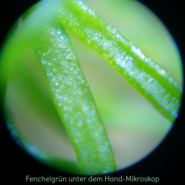 Mikroskop Aufnahme Fenchelgrün mit Hand- Mikroskop für Kinder