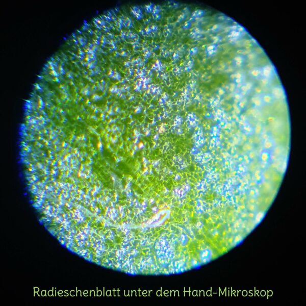 Mikroskop Aufnahme Blatt mit Hand- Mikroskop für Kinder