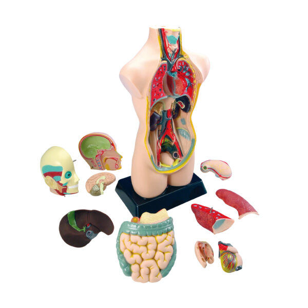 Torso groß Anatomie lernen für Kinder